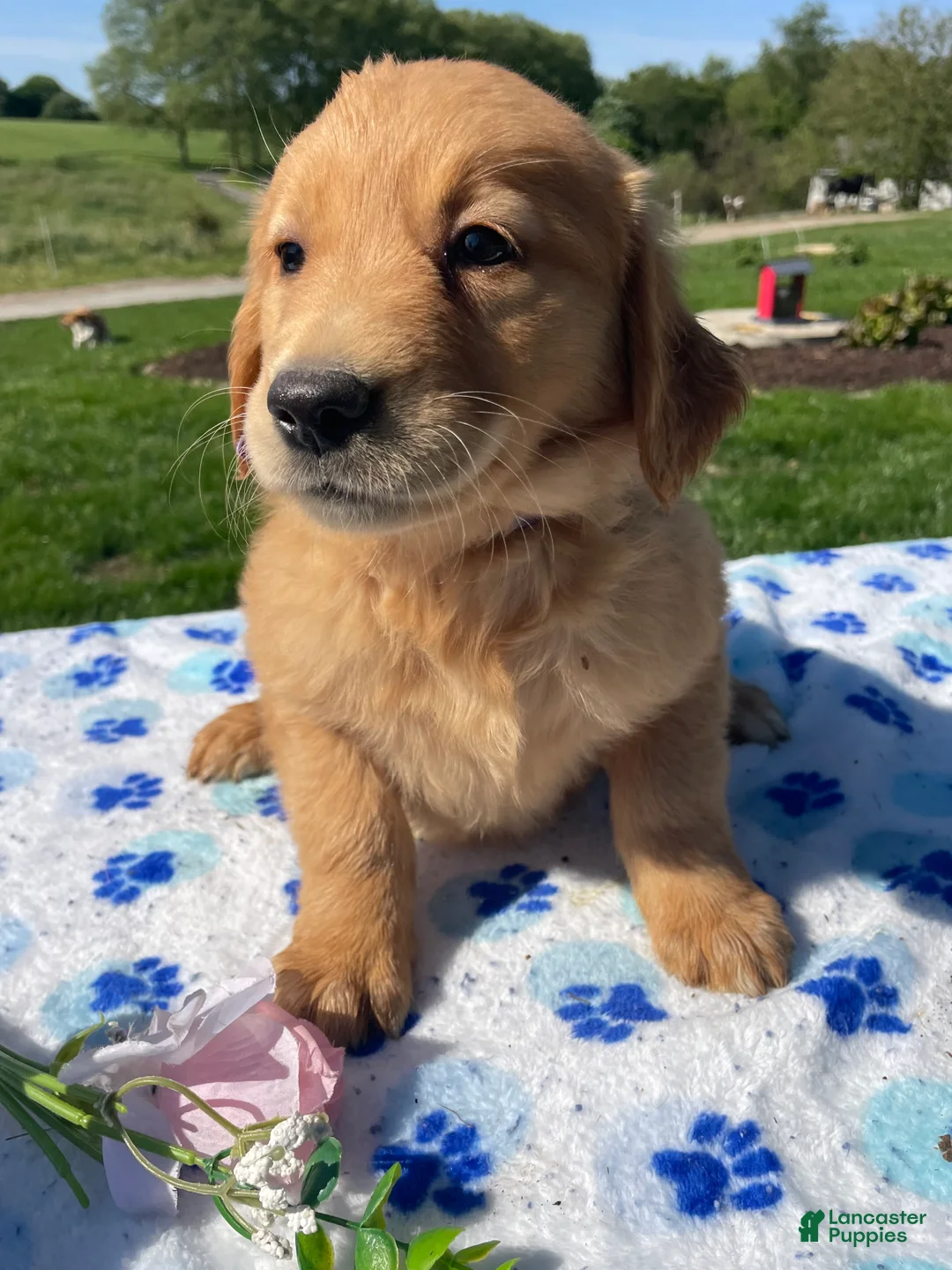 Golden Retriever dogs for sale: Dolly - Ad 3