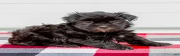 Mini Aussiedoodle dogs for sale: Cora - Ad 2