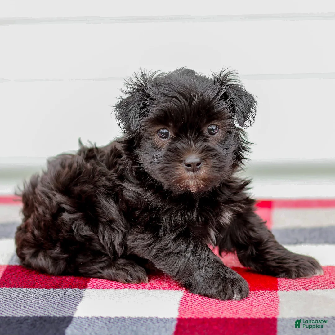 Mini Aussiedoodle dogs for sale: Cora - Ad 2