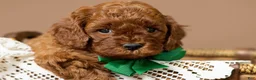 Cavapoo dogs for sale: Cinch - Ad 3