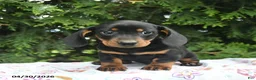 Miniature Dachshund dogs for sale: Ludwig  - Ad 4
