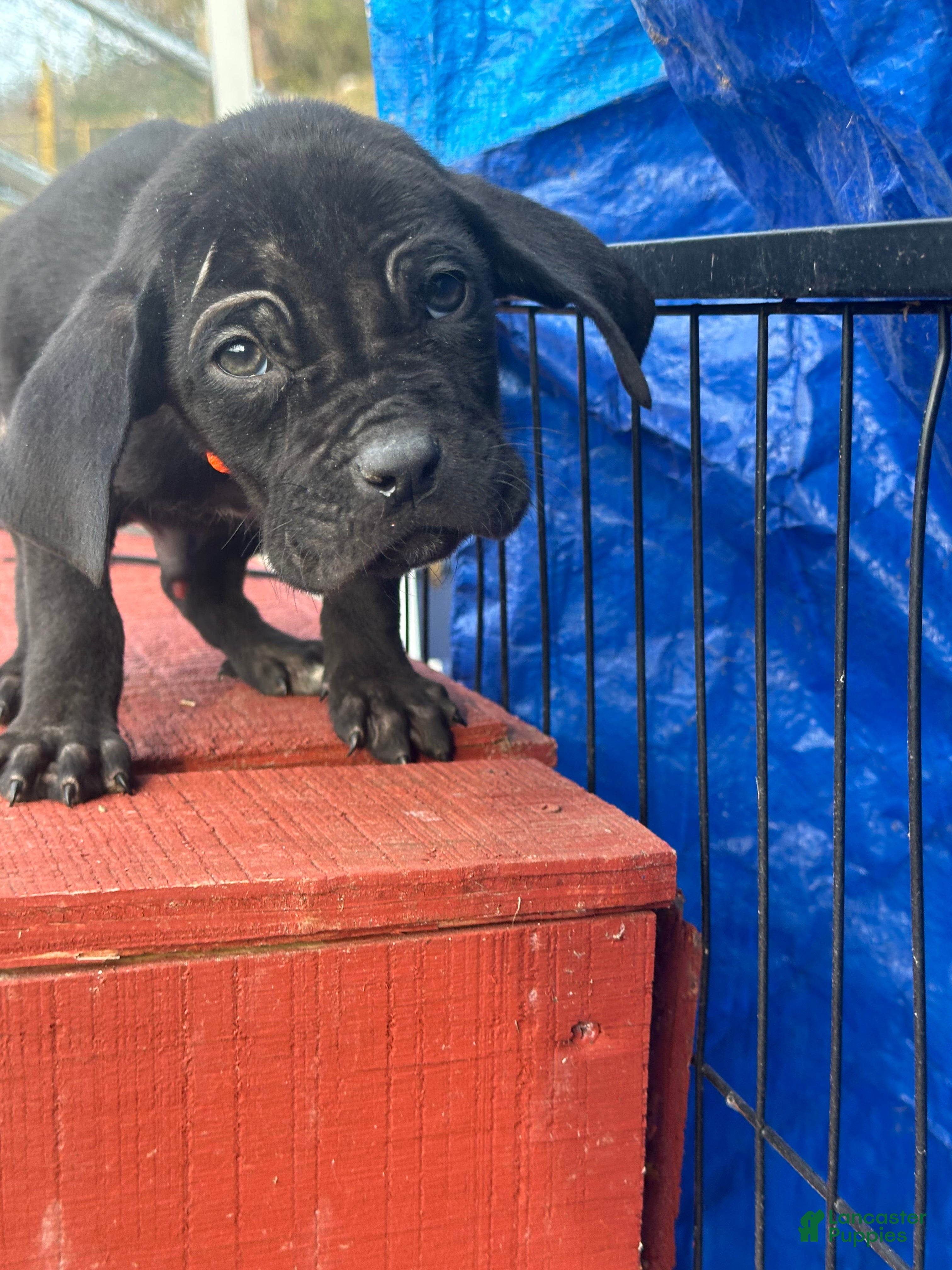 Cane Corso dogs Atlas - Ad 17