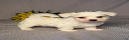 Maltese dogs for sale: Rocky - Ad 5