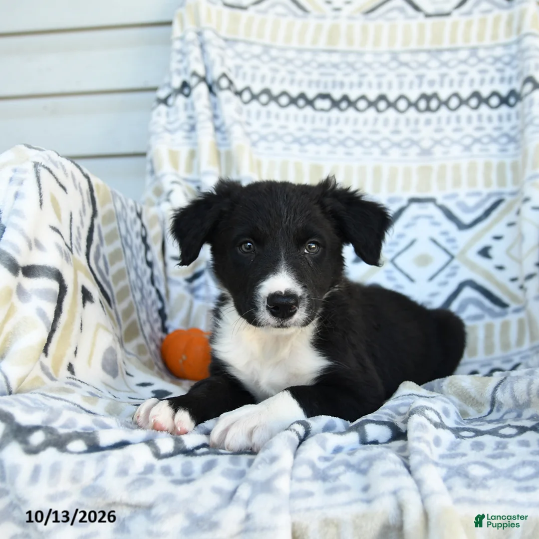 Border Collie dogs for sale: Eloy - Ad 3
