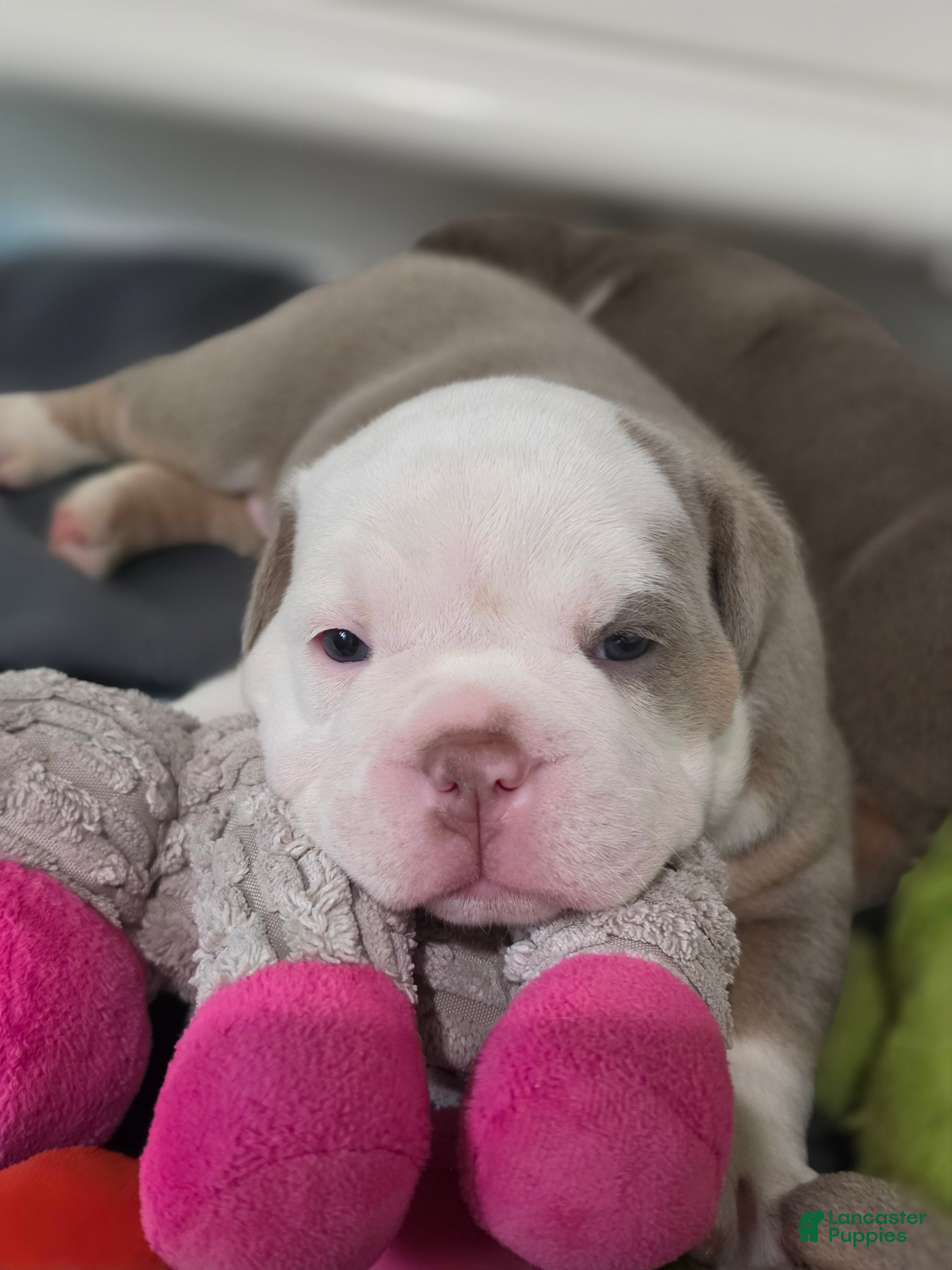 Olde English Bulldogge dogs Olde English Bulldogge 1 Angel 😇  - Ad 1