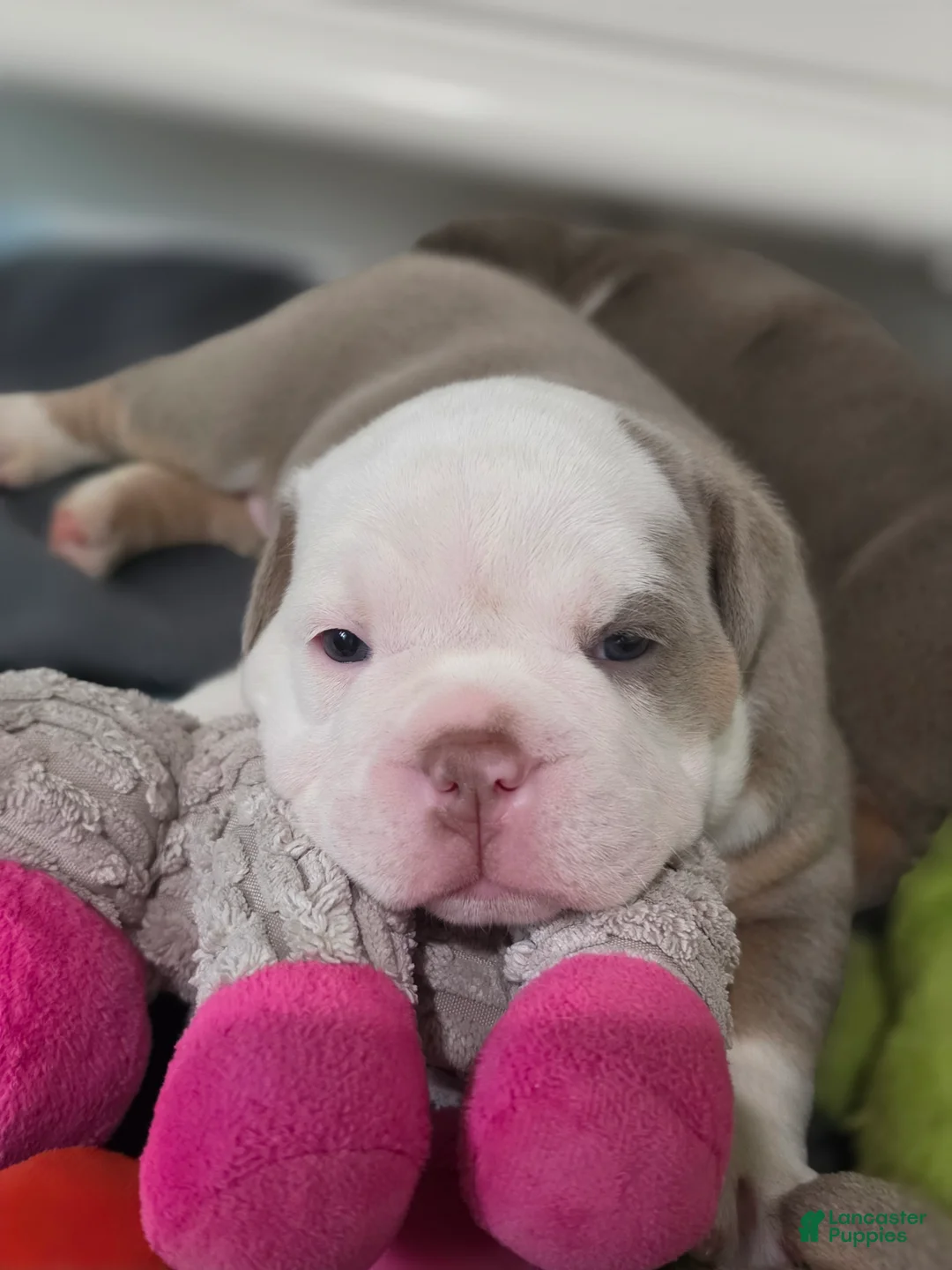 Olde English Bulldogge dogs for sale: Olde English Bulldogge 1 Angel 😇  - Ad 1