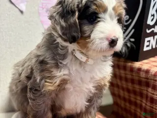Mini Bernedoodle dogs Callie Mini Bernedoodle Puppy 1 - Ad 5