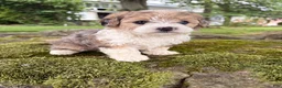 Corgipoo dogs for sale: Willow-F1B-CorgiPoo Merle - Ad 5