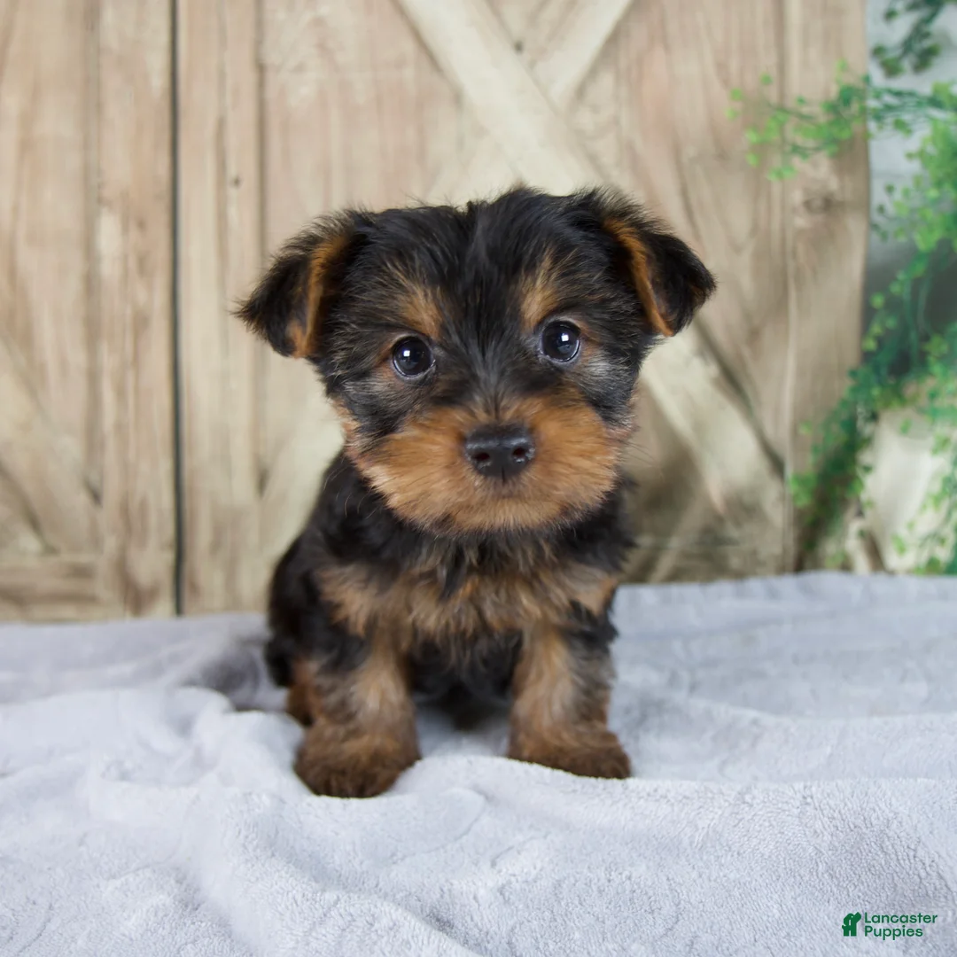 Yorkshire Terrier dogs for sale: Saige - Ad 1
