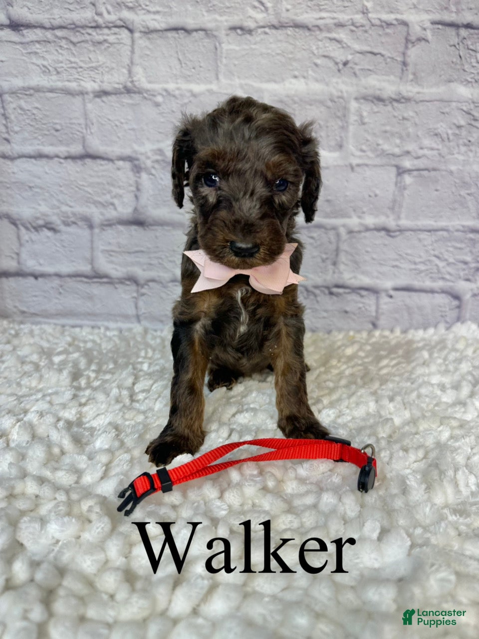 Goldendoodle dogs Walker- Standard F1B - Ad 2