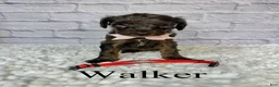 Goldendoodle dogs for sale: Walker- Standard F1B - Ad 2