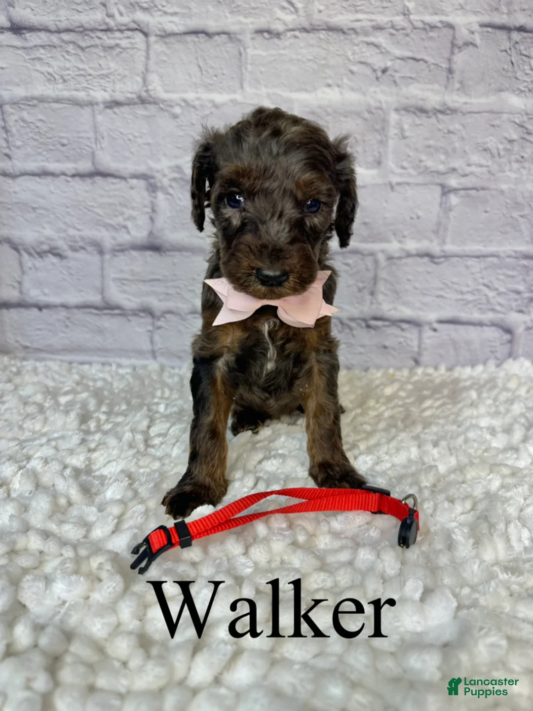 Goldendoodle dogs for sale: Walker- Standard F1B - Ad 2