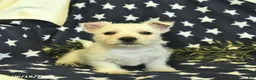 West Highland Terrier dogs for sale: Leo  - Ad 1