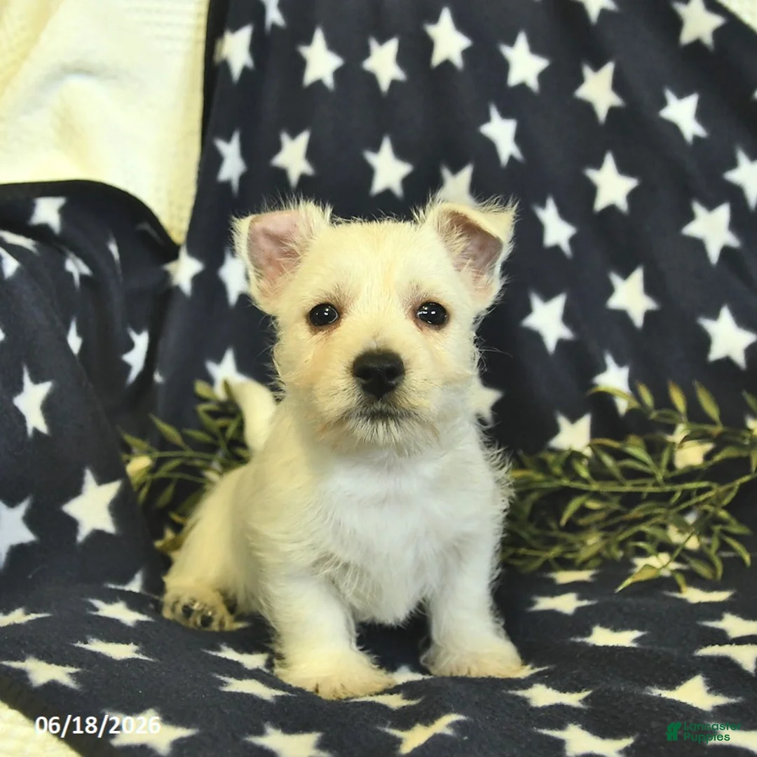 West Highland Terrier dogs for sale: Leo  - Ad 1
