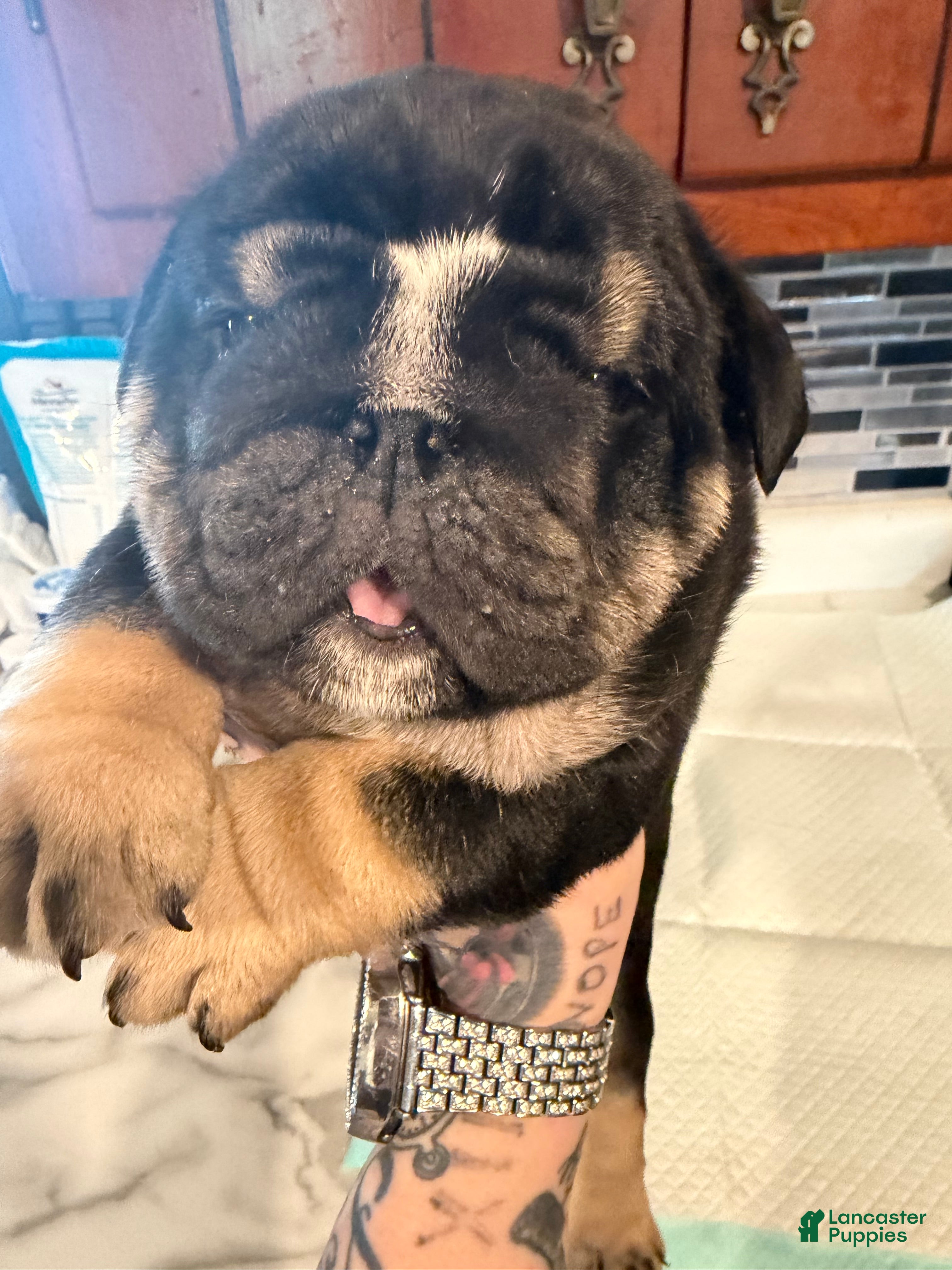 English Bulldog dogs Black tri  - Ad 35