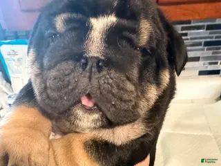English Bulldog dogs Black tri - Ad 9