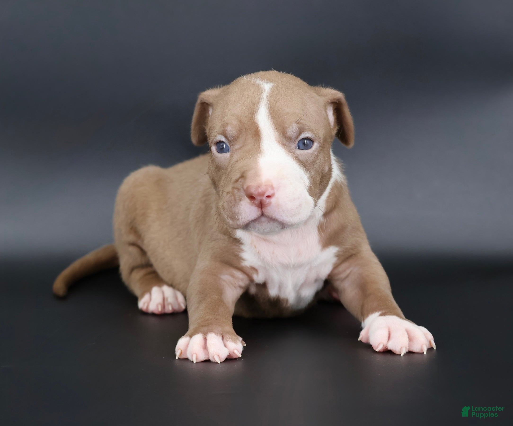 American Bully dogs Crimson - Ad 2