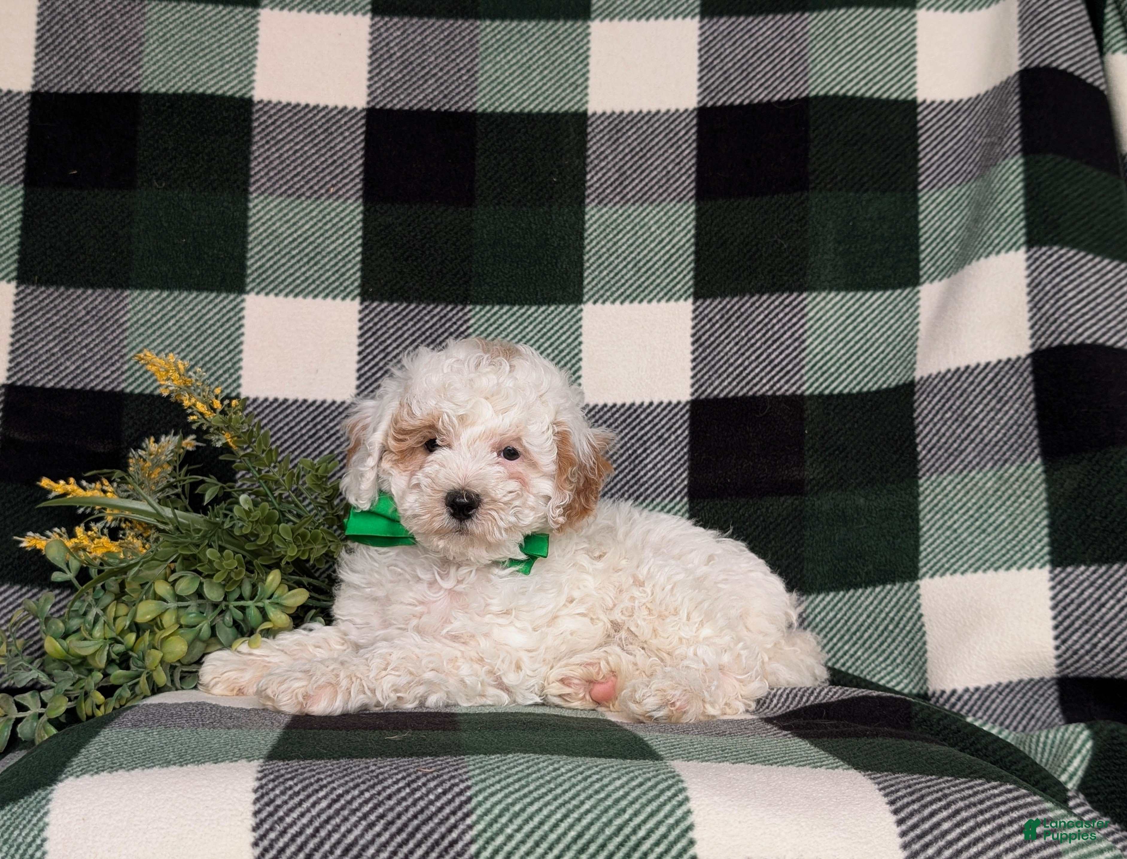 Miniature Poodle dogs for sale: Nyko - Ad 5