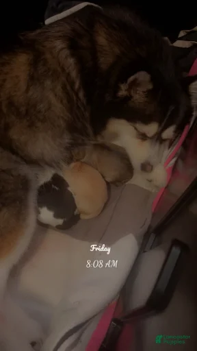 Gallery Image {{count}}