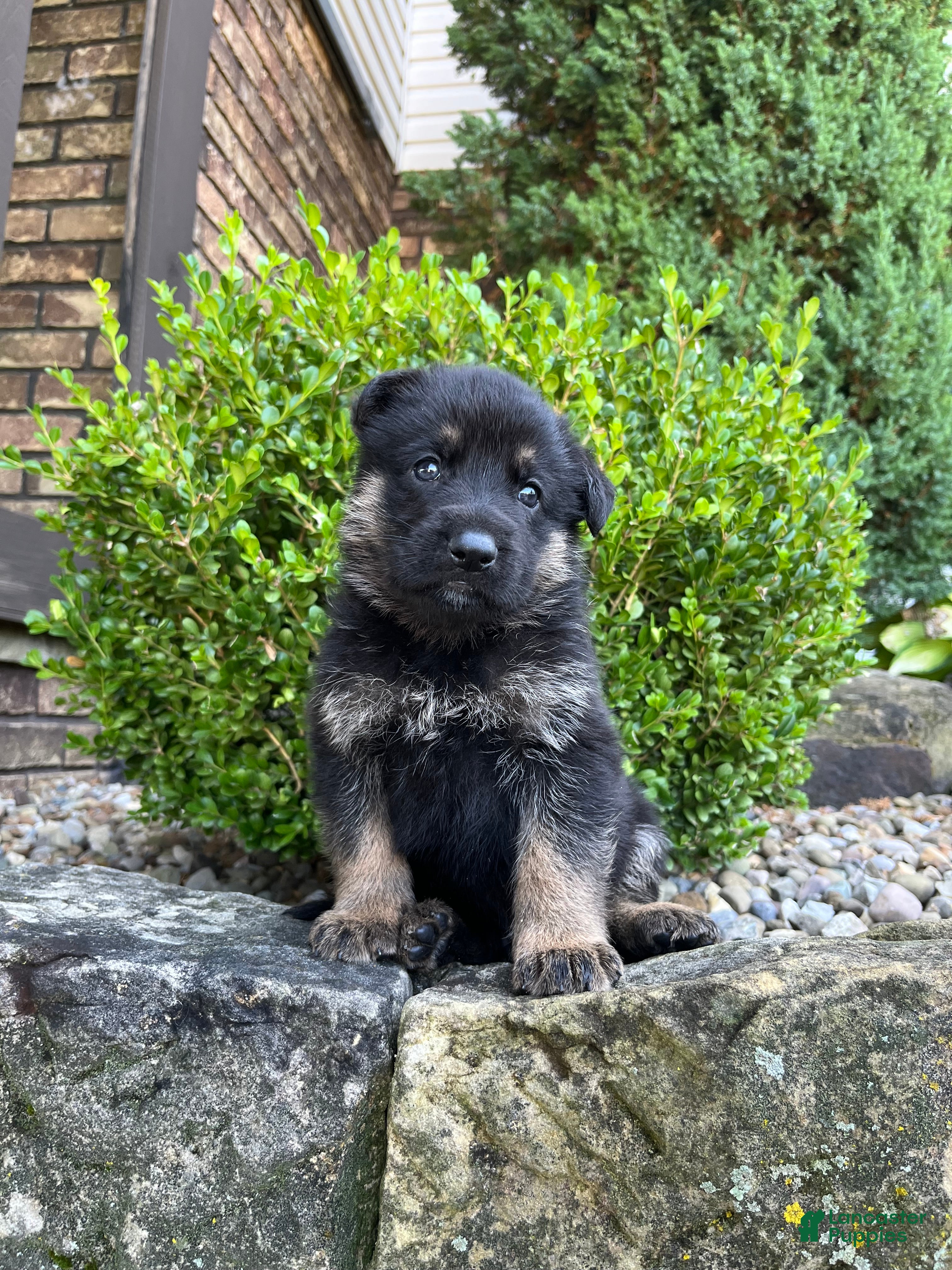 German Shepherd dogs Monte - Ad 2