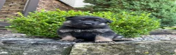 German Shepherd dogs for sale: Monte - Ad 2