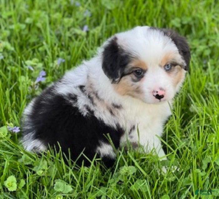Miniature Australian Shepherd dogs Hadassah - Ad 2
