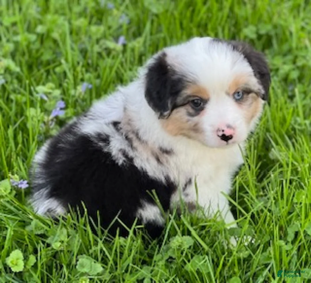Miniature Australian Shepherd dogs for sale: Hadassah - Ad 2