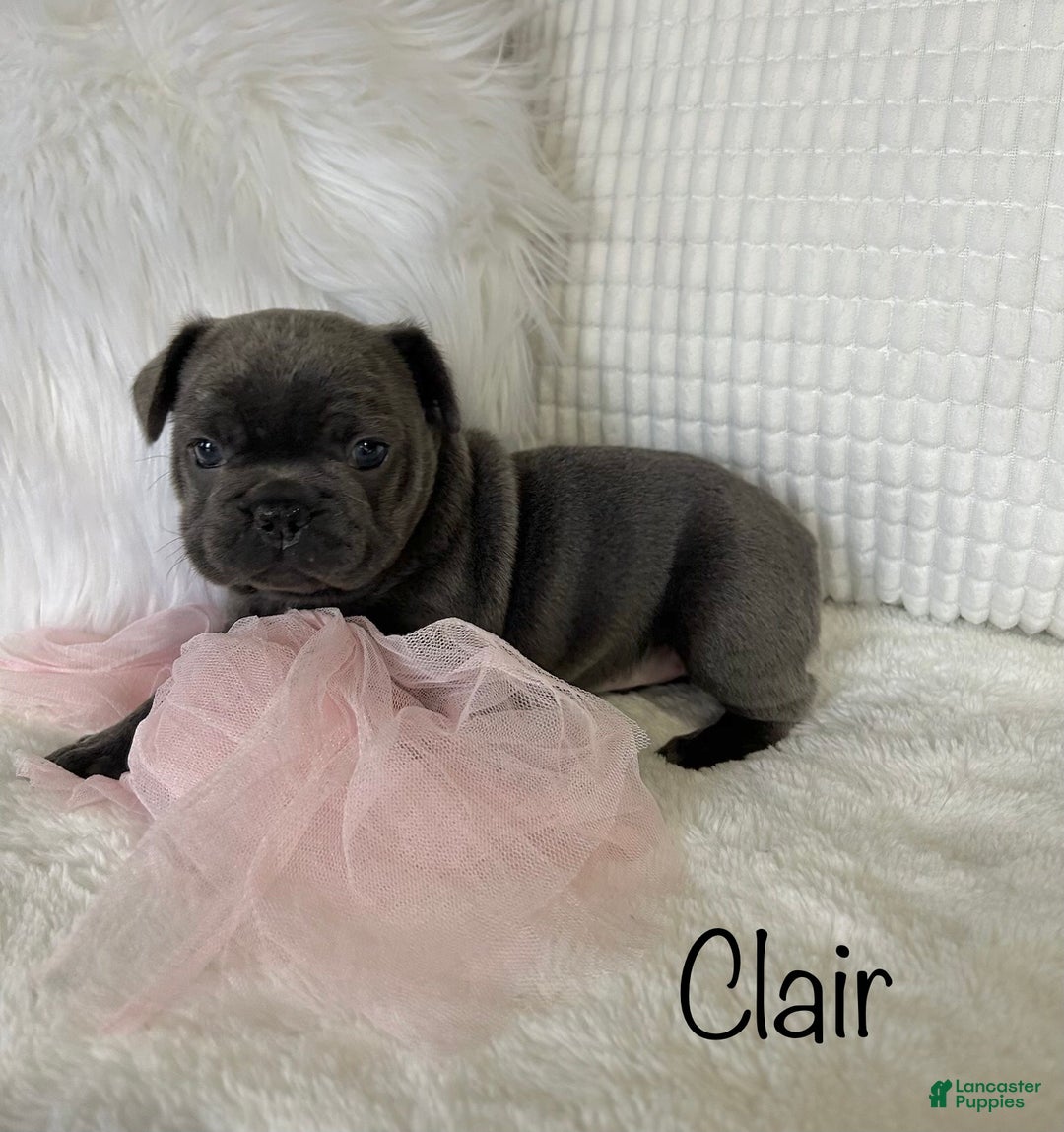 Mixed Breed dogs for sale: Clair - Ad 5
