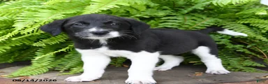 Jo 