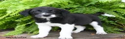 Mixed Breed dogs for sale: Jo  - Ad 1
