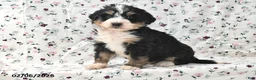 Bernedoodle dogs for sale: Rex - Ad 4