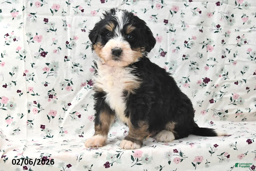 Bernedoodle dogs for sale: Rex - Ad 4