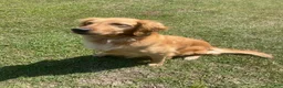 Golden Retriever dogs for sale: Golden Retriever Puppy 4 - Ad 2
