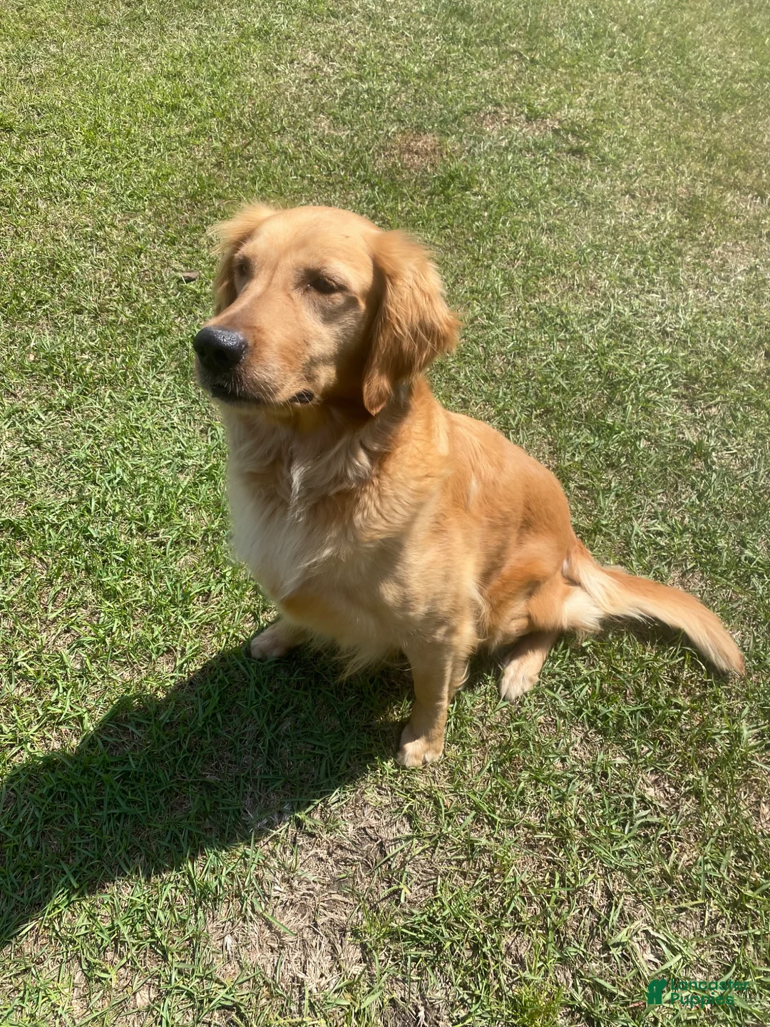 Golden Retriever dogs for sale: Golden Retriever Puppy 4 - Ad 2