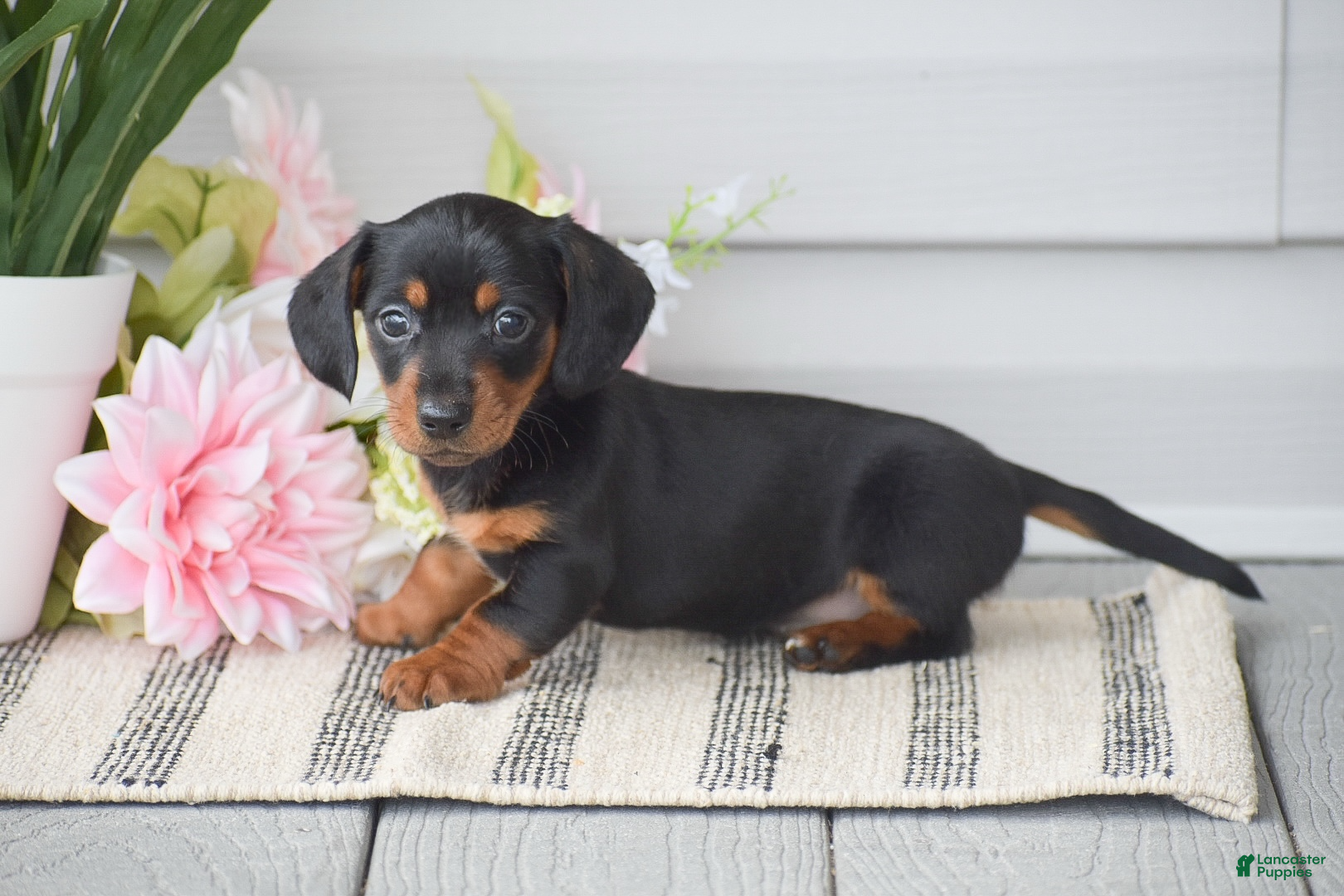 Miniature Dachshund dogs Nicole - Ad 1