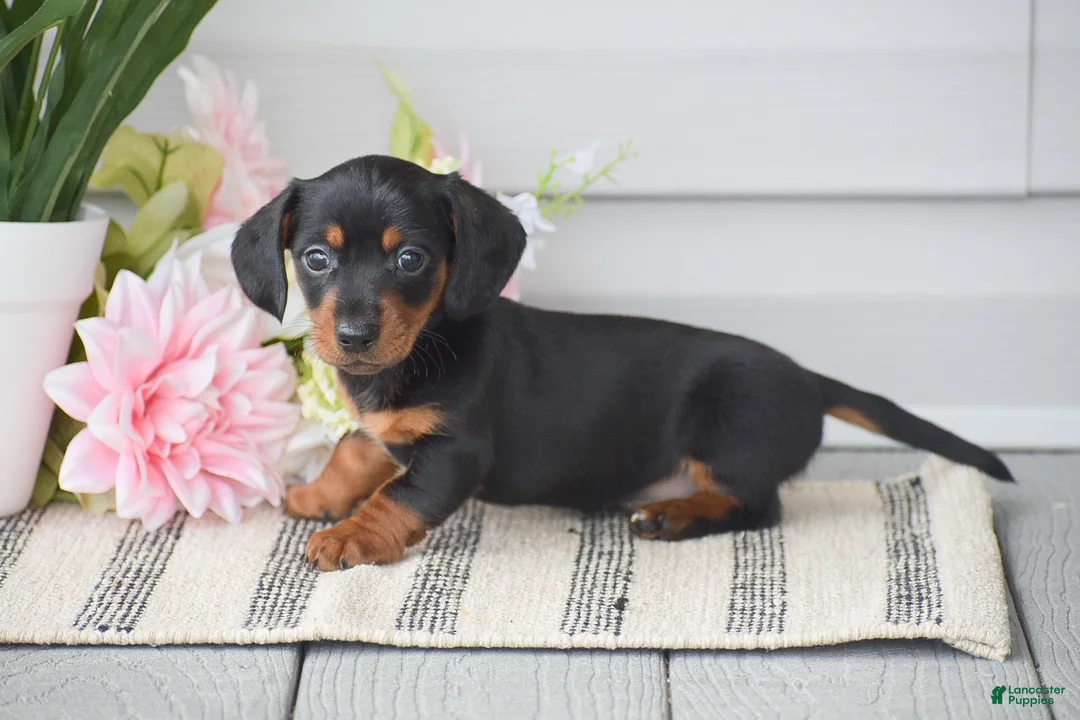 Miniature Dachshund dogs for sale: Nicole - Ad 1