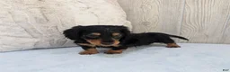 Miniature Dachshund dogs for sale: Luke - Ad 6