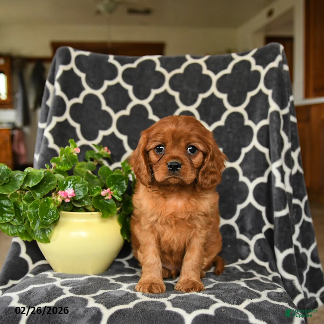 Cavalier King Charles Spaniel dogs for sale: Rider - Ad 3