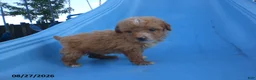 Yorkiepoo dogs for sale: Gene - Ad 10