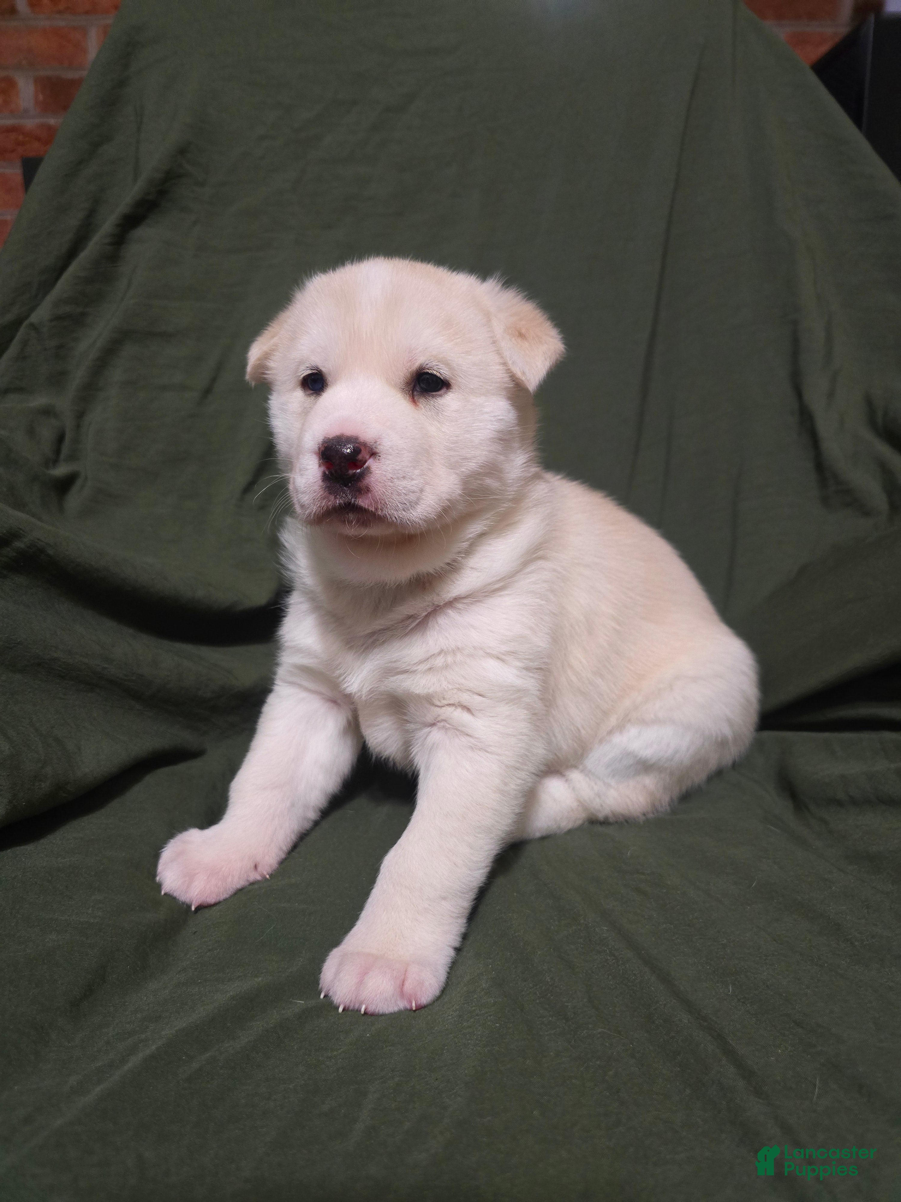 Mixed Breed dogs Ponyo - Ad 13