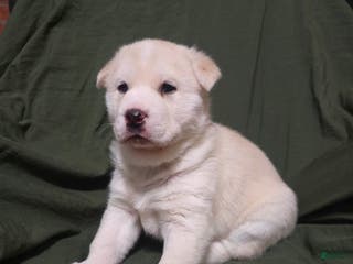 Mixed Breed dogs Ponyo - Ad 41