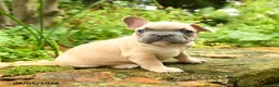French Bulldog dogs for sale: Maestro - Ad 3