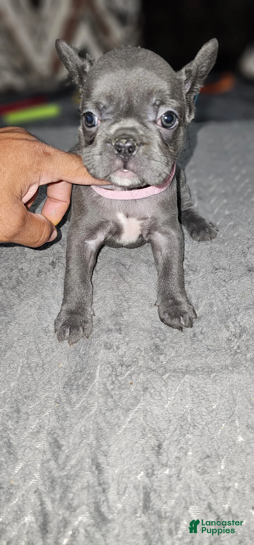French Bulldog dogs for sale: French Bulldog 6 - Ad 1