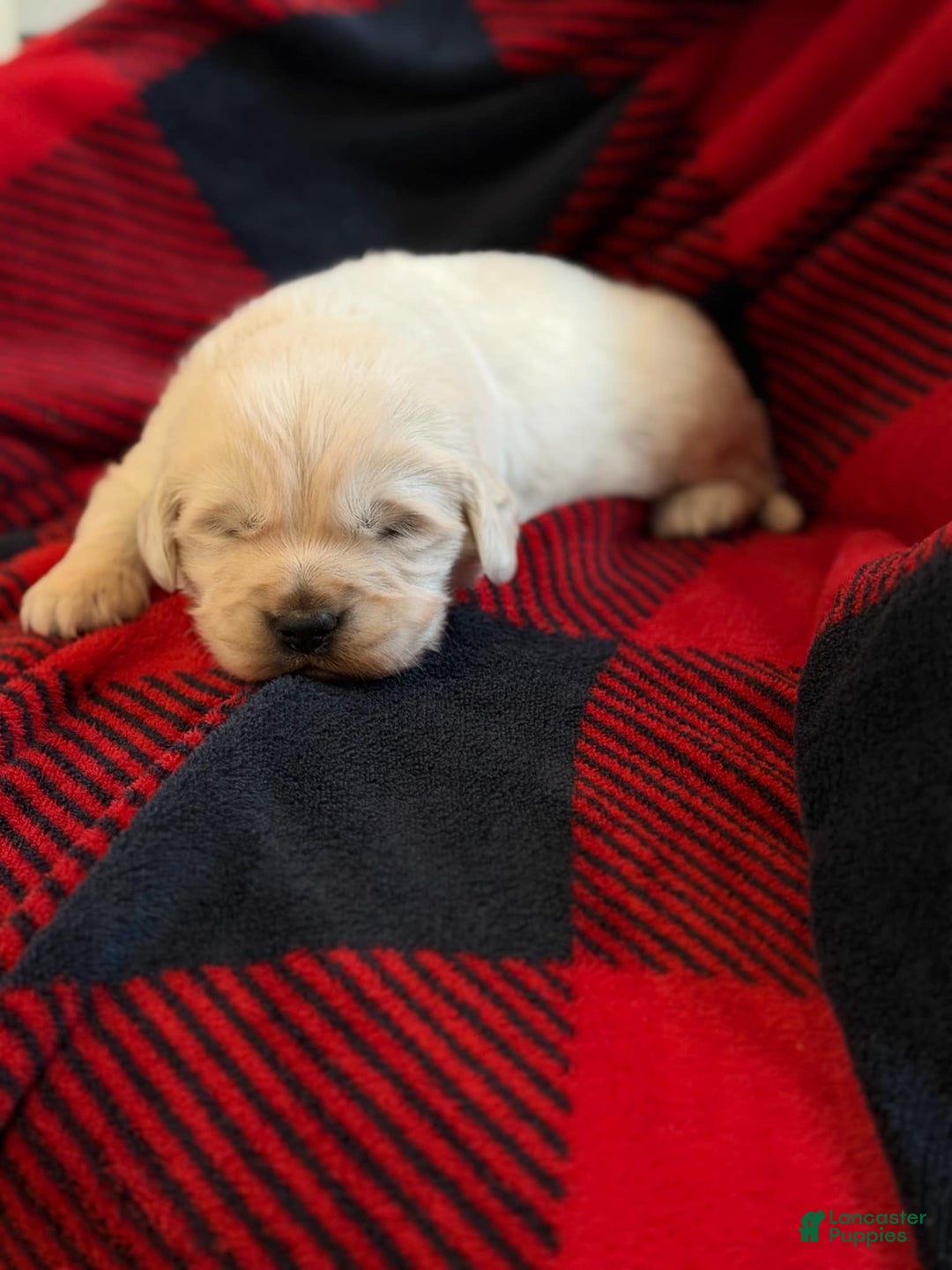 Golden Retriever dogs for sale: Franky - Ad 2