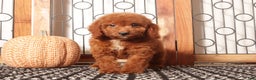 Mini Goldendoodle dogs for sale: Sandy Female Mini Goldendoodle Puppy  - Ad 3