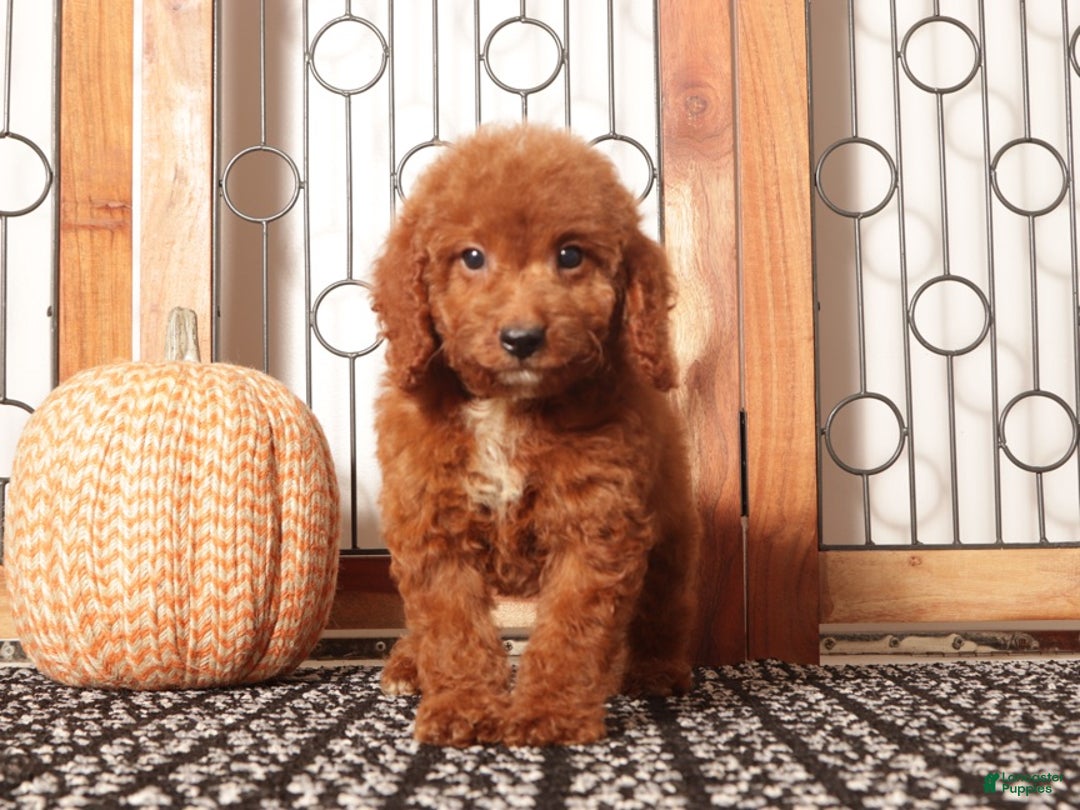 Mini Goldendoodle dogs for sale: Sandy Female Mini Goldendoodle Puppy  - Ad 3