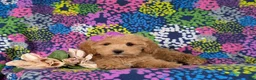 Bichpoo dogs for sale: Roxanna 9 lbs Full Grown - Ad 5