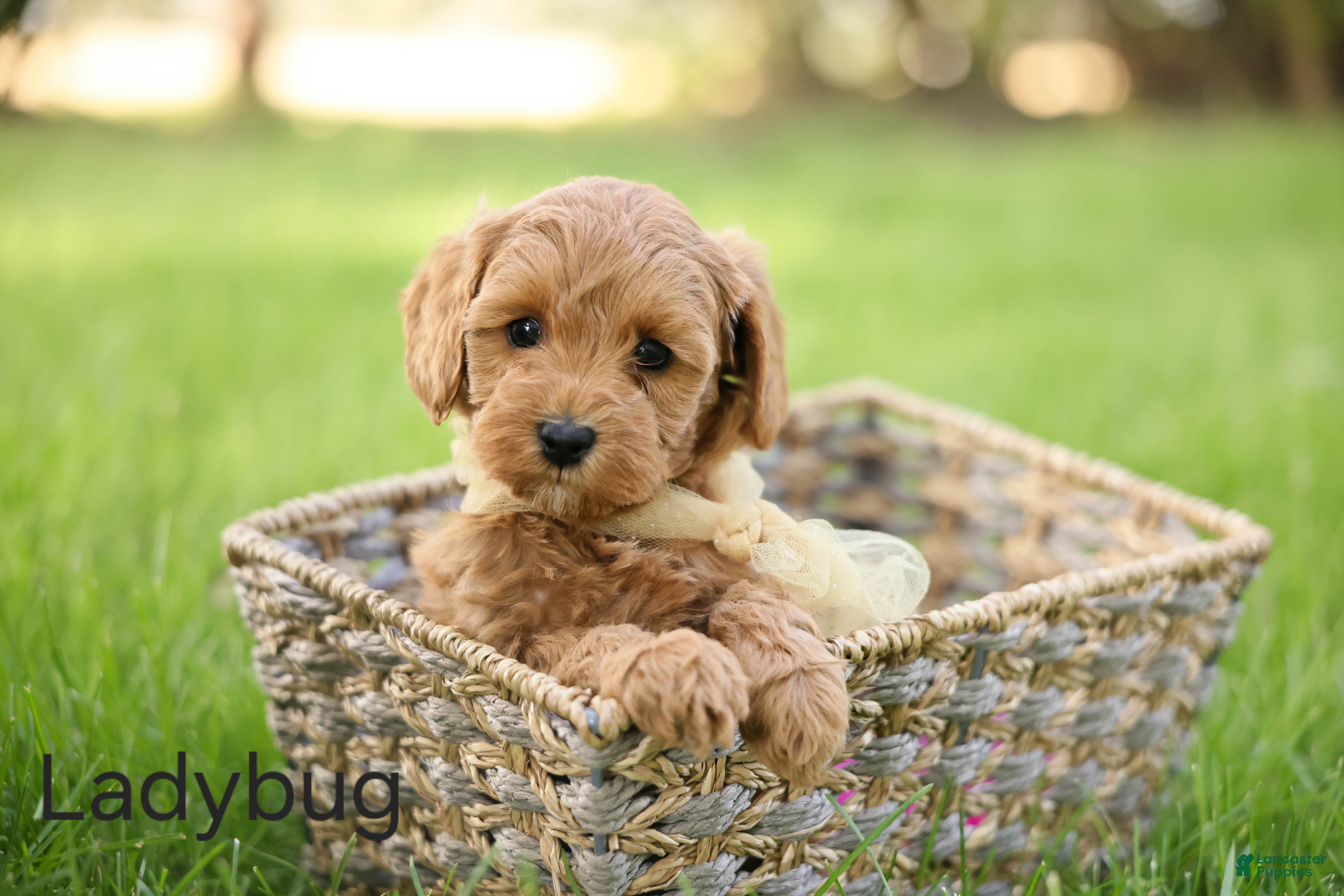 Goldendoodle dogs Ladybug - Ad 1