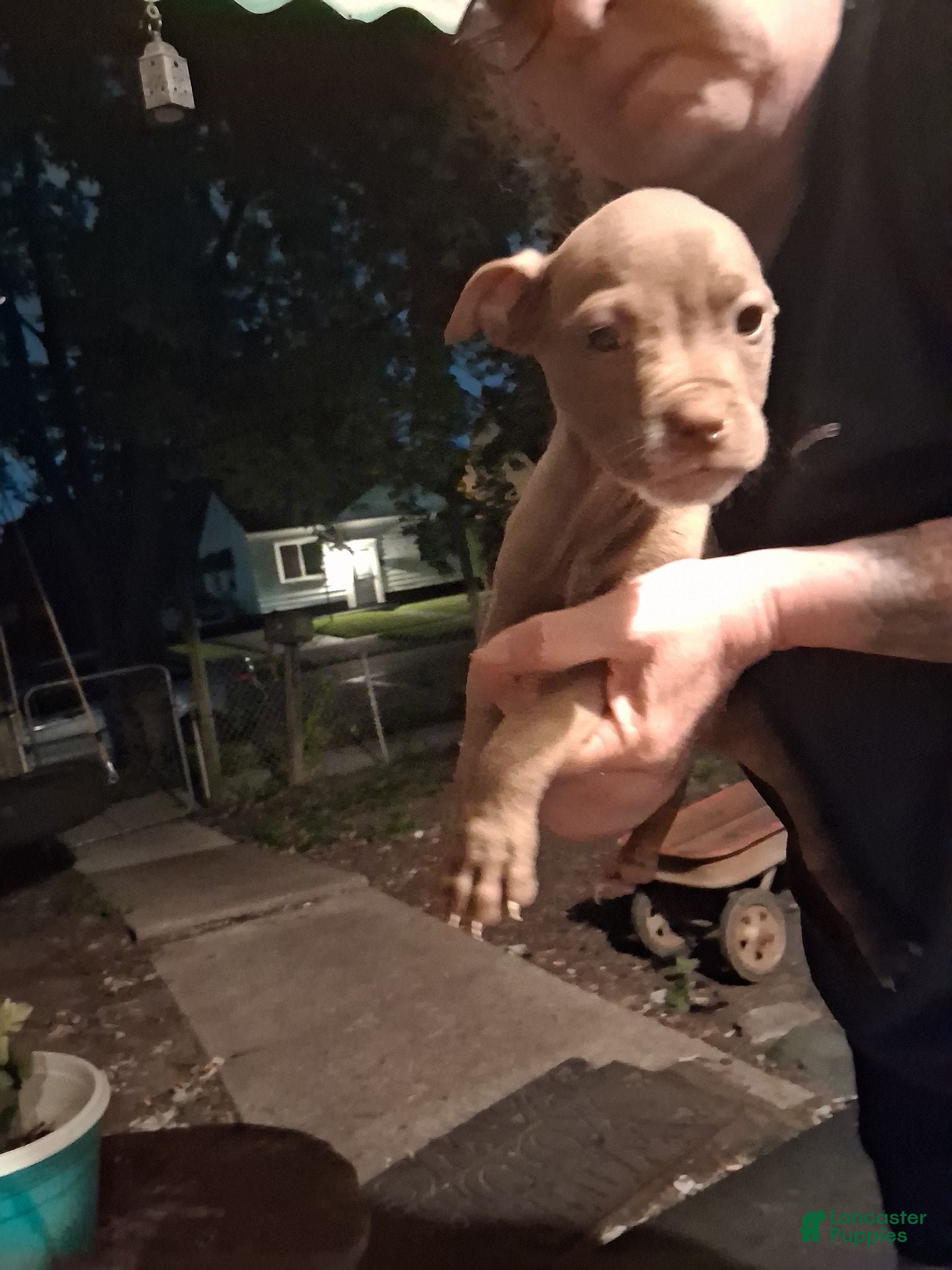 Mixed Breed dogs Mixed Breed 1 - Ad 9