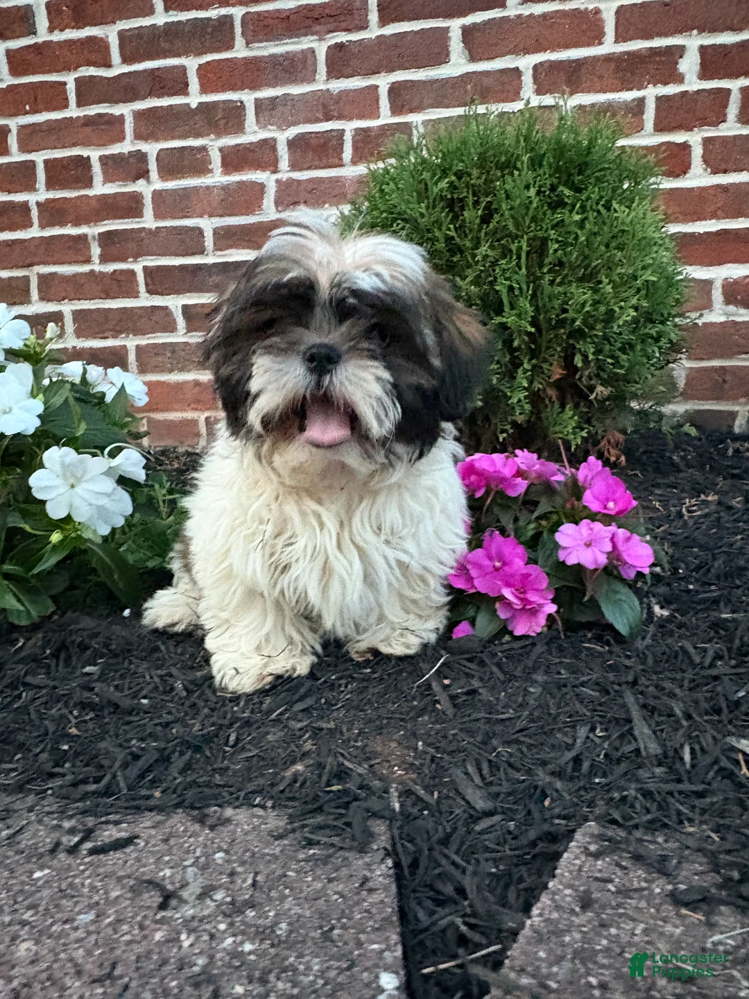 Shih Tzu dogs for sale: Abby - Ad 1
